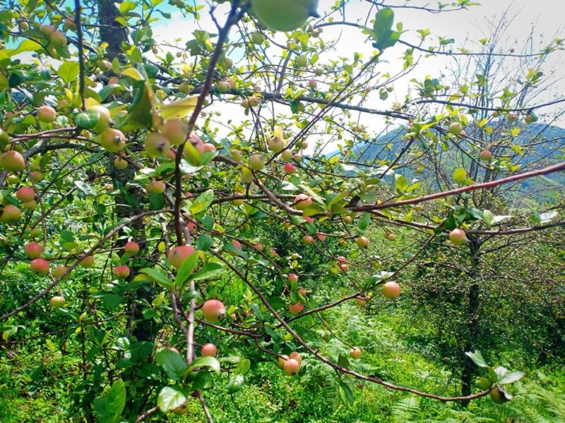 Vườn cây táo mèo yên bái